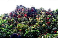 碩果累累的荔枝,2500家客戶的共同見(jiàn)證